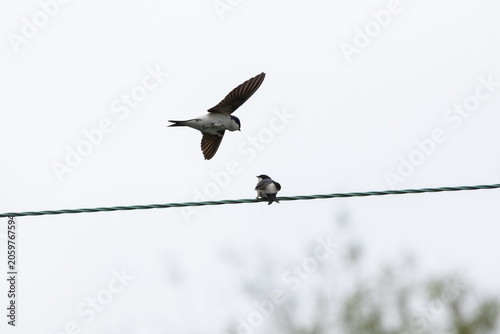 Foto Sand Martins competing for space on a overhead wire.