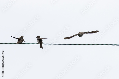 Photos Sand Martins competing for space on a overhead wire.