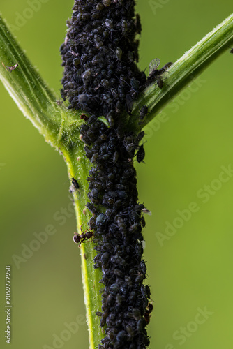 Dense black aphid colony infesting a young elderberry shoot. Ant tending aphids on green stem, illustrating plant pest infestation, insect ecology and agriculture.