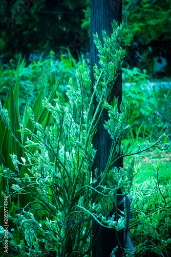 tropical jungle in thailand