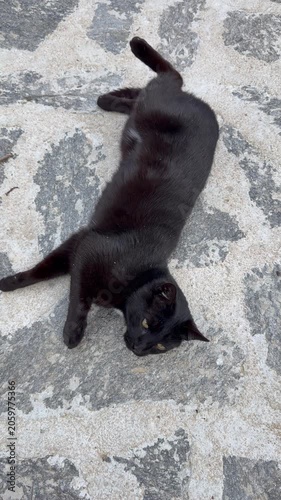 Cute tuxedo cat rolling on its back playing on stone pavement outdoors