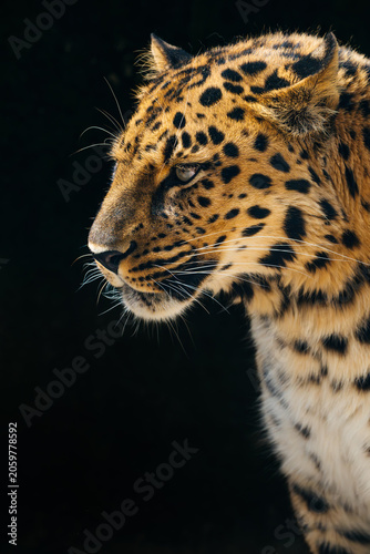 close up portrait of a leopard