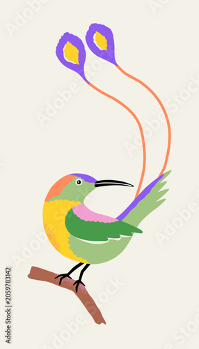 Tropical bird with feathers on its tail. Hummingbird perched on a branch. Vector isolated illustration