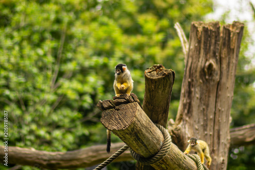 Photography Curious squirrel monkey perched on wooden logs surrounded by lush green forest i