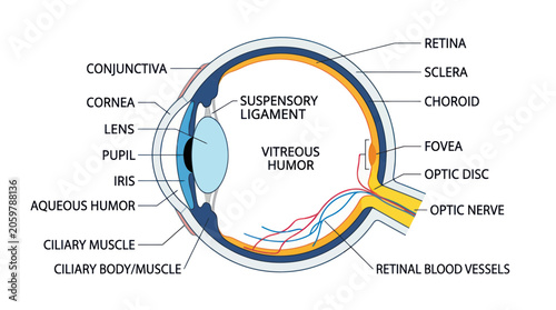 Foto Human eye anatomical diagram with labeled internal structures