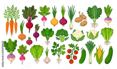 Photos Variety of fresh garden vegetables illustration with roots and leaves