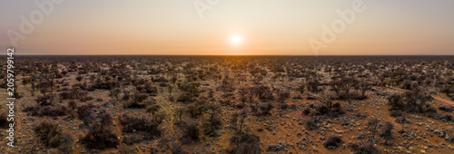 Fotografie Kalahari savanna landscape at sunset with scattered acacia trees