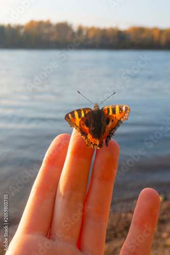 Butterfly on kid's finger on the background of the autumn river bank. The setting sun shines through your fingers and wingsHigh quality photo