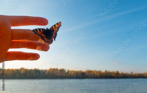 Butterfly on kid's finger on the background of the autumn river bank. The setting sun shines through your fingers and wingsHigh quality photo