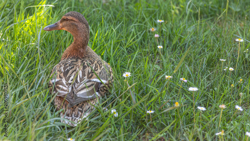 Stockente in einer Blumenwiese
