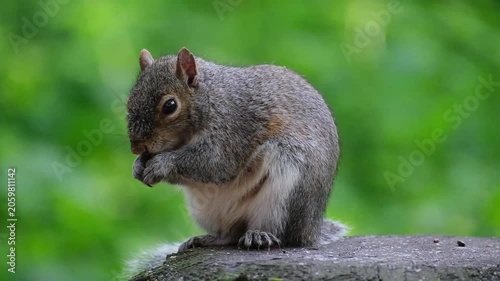 The eastern gray squirrel, spelled as grey squirrel outside of the United States, is a species of tree squirrel in the genus Sciurus.