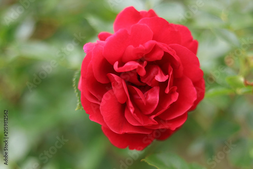 Blooming rose flower on blurred green background. Beautiful floral close up in summer garden. Fresh springtime nature design with copy space for commercial lifestyle use.