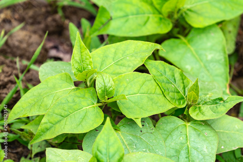 Mirabilis flower seedlings in a garden bed