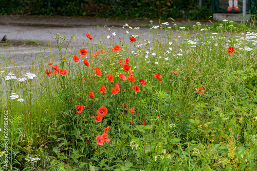 field of poppies