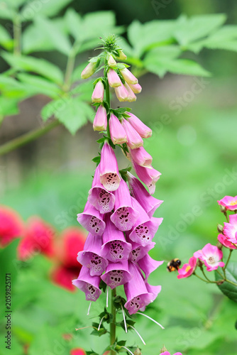 Purple common foxglove in the garden