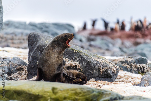 Close-up of an Antarctic Fur Seal - Arctocephalus gazella- sitting on a rock near the fish islands area on the Antarctic Peninsula