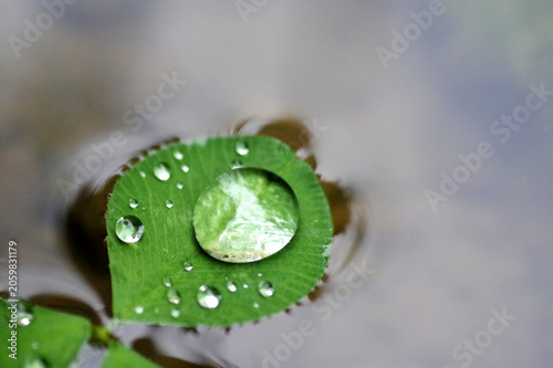 rosée sur feuille de trèfle qui flotte