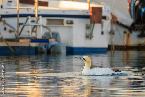 Foto Northern gannet (Morus bassanus) swimming in a Mediterranean harbor at sunset, Bouches-du-Rhône, France