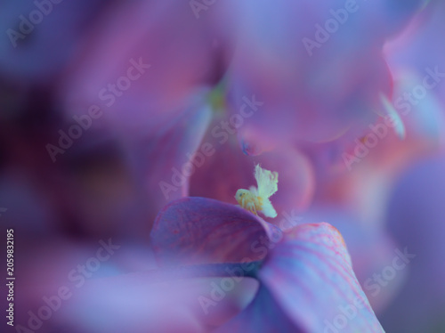 Canvas Print 6月に美しく咲いたカラフルな紫陽花に居た極めて小さいハゴロモの幼虫