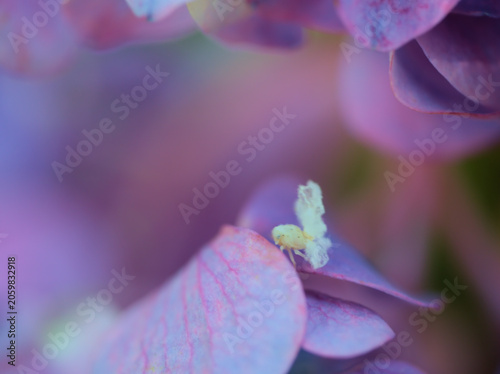 Photos 6月に美しく咲いたカラフルな紫陽花に居た極めて小さいハゴロモの幼虫
