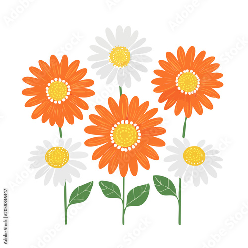 Colorful Gerbera Daisies Flat Illustration