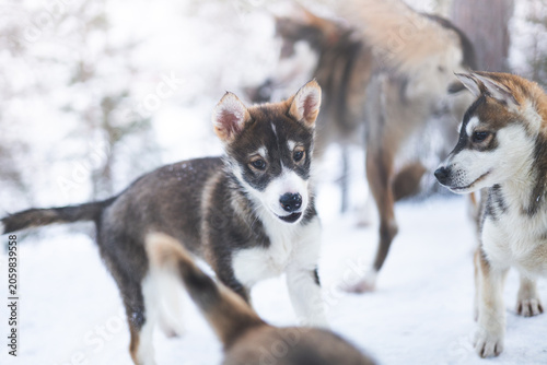 Canvas Print Playful group of adorable husky puppies frolic together in the snow in Northern