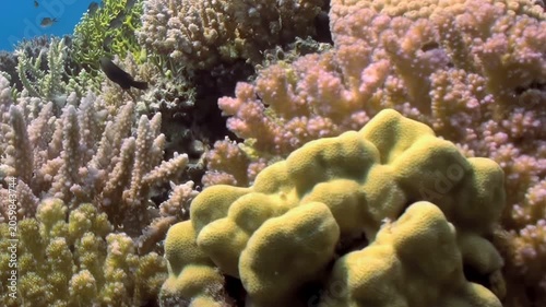 Submerge into Red Sea's clear blue waters to witness magnificent coral reef. Colorful corals flourish, creating intricate living structure where schools of small fish gracefully swim during daylight.