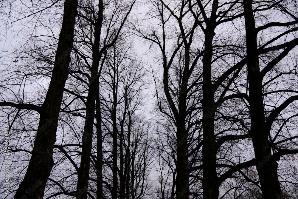 Obraz premium canopy of leafless trees in winter at Vigeland Sculpture Park, Oslo, Norway