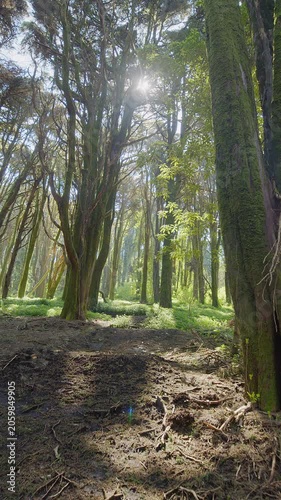 Slow cinematic movement of the camera along a wild spring forest with lush grass and tall trees. Backlighting of the morning sun with sun rays through the forest vegetation.