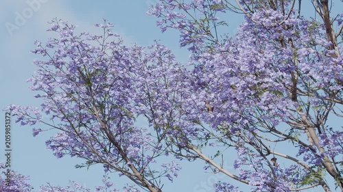 A close-up video of blooming purple jacaranda blossoms, a famous symbol of Lisbon and Portugal.