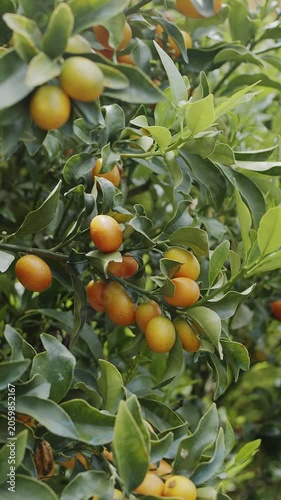 Close-up view of small orange kumquat fruits ripening on the branches of a lush green tree surrounded by dense foliage.