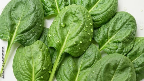 fresh green cabbage