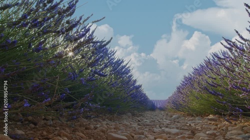Blooming lavender fields with blue lavender flowers in summer France. Farm for the production of lavender oil. 