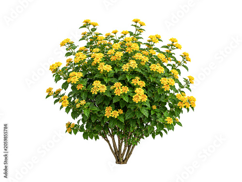 Принти на полотні Yellow lantana flower bush isolated on white background