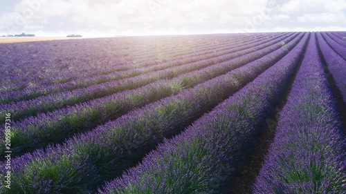 Blooming lavender fields with blue lavender flowers in summer France. Farm for the production of lavender oil. 