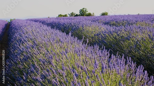 Blooming lavender fields with blue lavender flowers in summer France. Farm for the production of lavender oil. 
