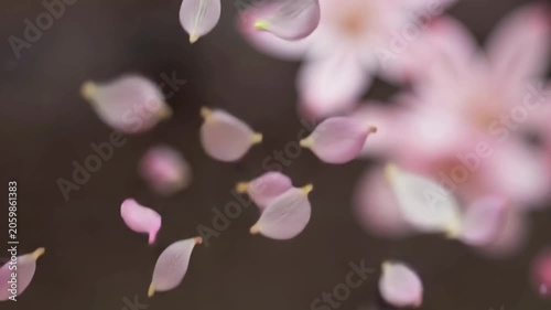 pink magnolia flower
