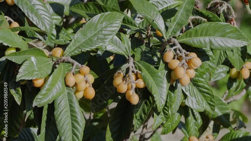 Loquats fruits growing and ripening between green foliage on loquat tree closeup.