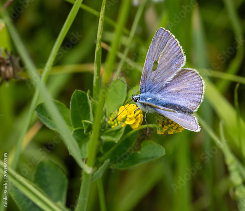 macro of a male polyommatus icarus the common blue butterfly on a medicago lupulina blossom