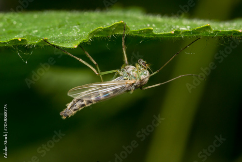 Εκτύπωση καμβά Close-up macro shot of a green chironomid midge resting on a leaf edge, detailed view of a non-biting mosquito relative in nature