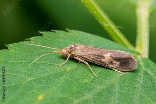 Schilderij op canvas Close-up macro shot of a brown caddisfly (Trichoptera order) resting on a green leaf, detailed view of a moth-like insect in natural habitat