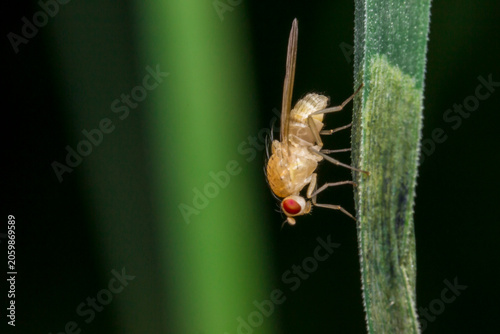 Foto Macro shot of a red-eyed fruit fly clinging to a green plant stem, detailed clos