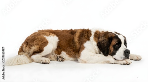 A large brown and white dog lying down on white background