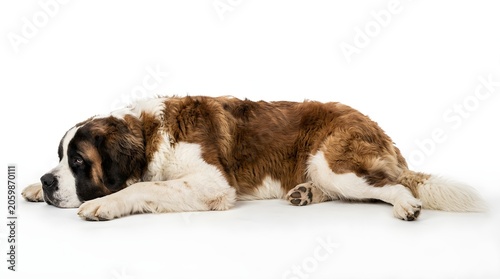 Sleeping st bernard dog on white