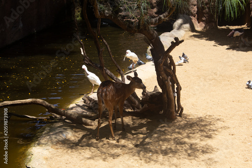 Foto Western Sitatunga African Antelope Bioparc Fuengirola Tragelaphus spekii gratus
