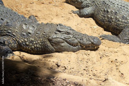 Εκτύπωση καμβά Nile Crocodile Close Up Photo png Africa Egypt Bioparc Fuengirola image photogra