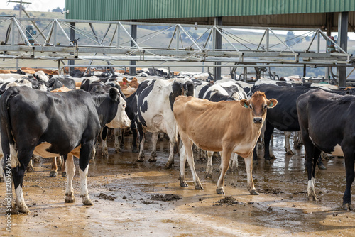 Dairy cows of various breeds in a dairy
