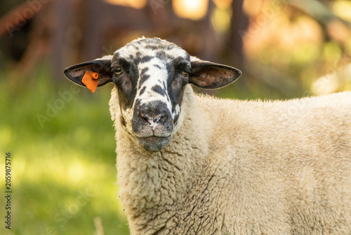 Suffolk breed sheep looking at camera