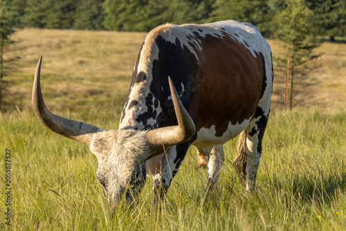 Ankole breed cow grazing in a green pasture