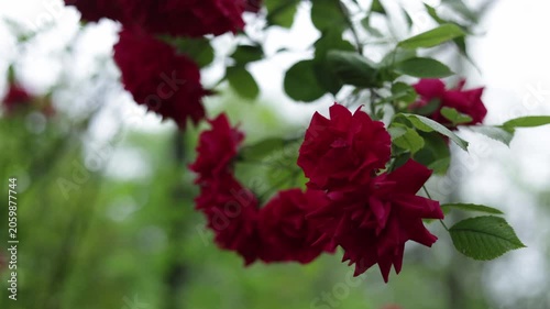Close-up of deep red roses blooming on a branch with green leaves in soft focus